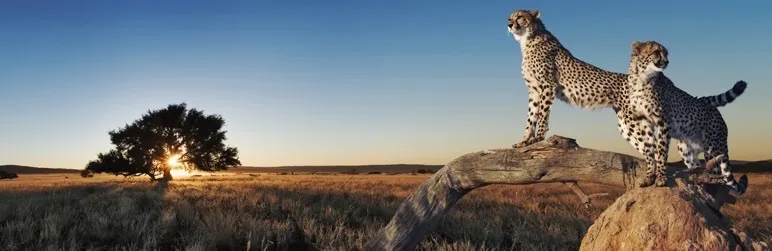 WP Самый быстрый кеш