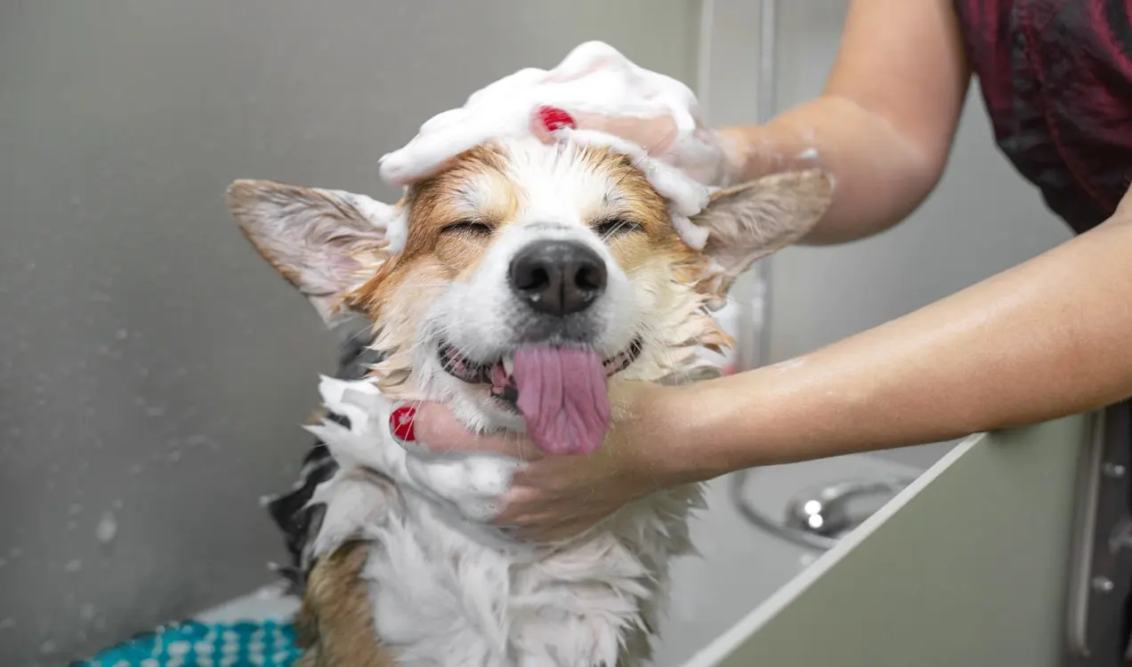 cane che viene curato da un toelettatore