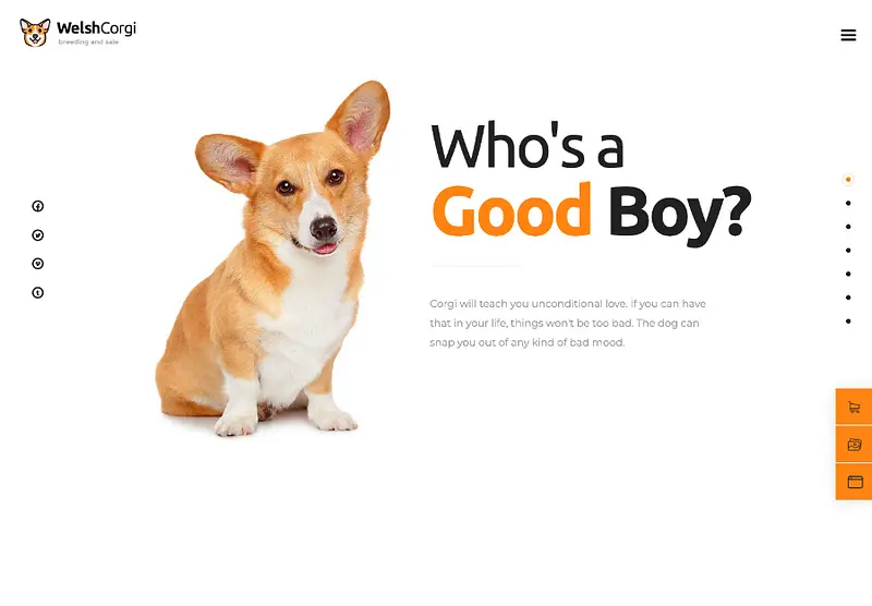 Corgi galês