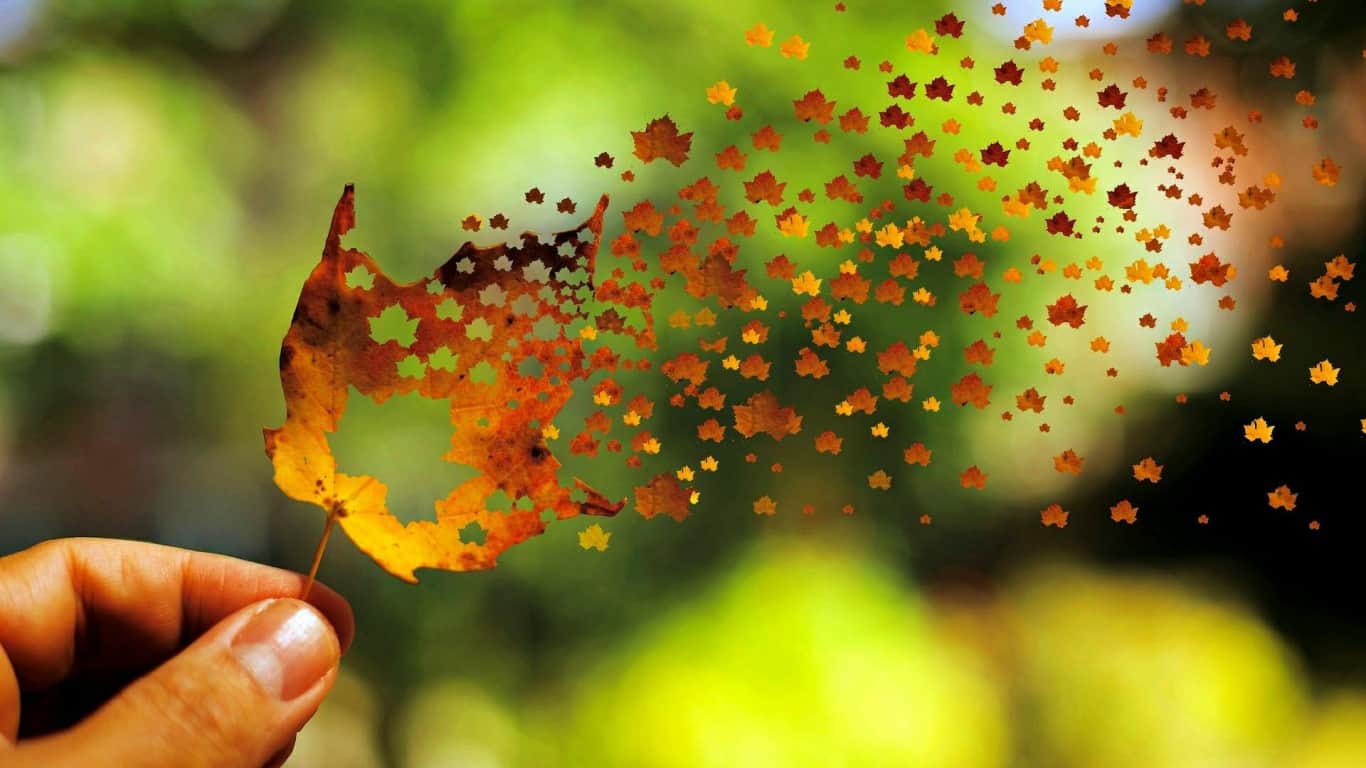 creative_broken_autumn_leaf