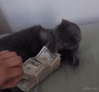 Un gato que no deja que nadie se acerque a su dinero