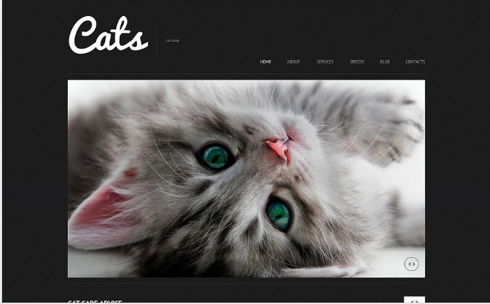 Gato: Temas de WordPress para animales de compañía