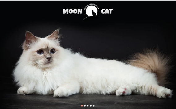 Тема WordPress «Концептуальная кошка»