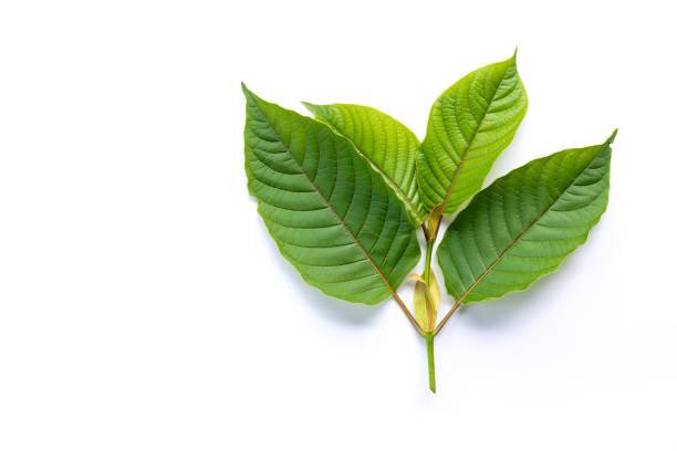 kratom kratom