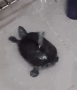 أنواع ملفات الصور: turtle dancing gif