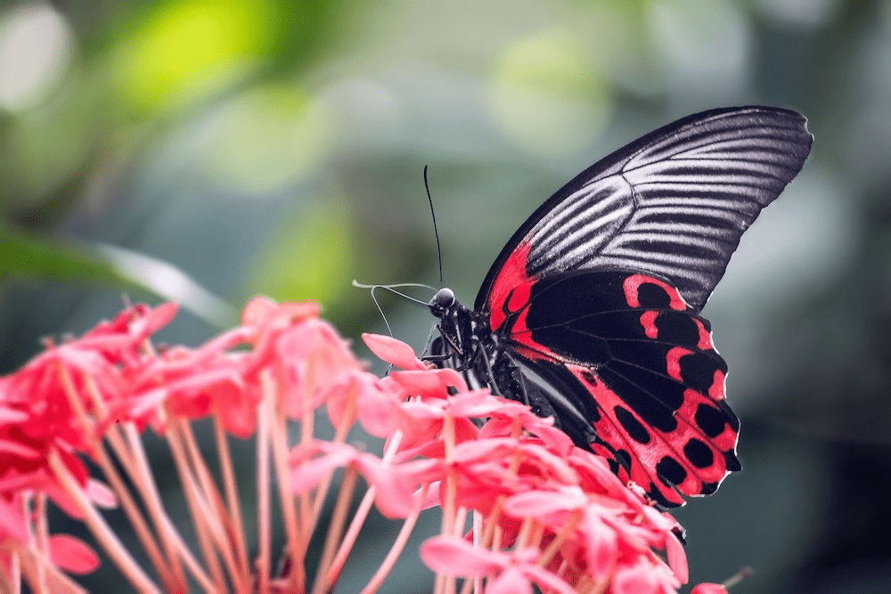 Outra imagem da mesma borboleta.