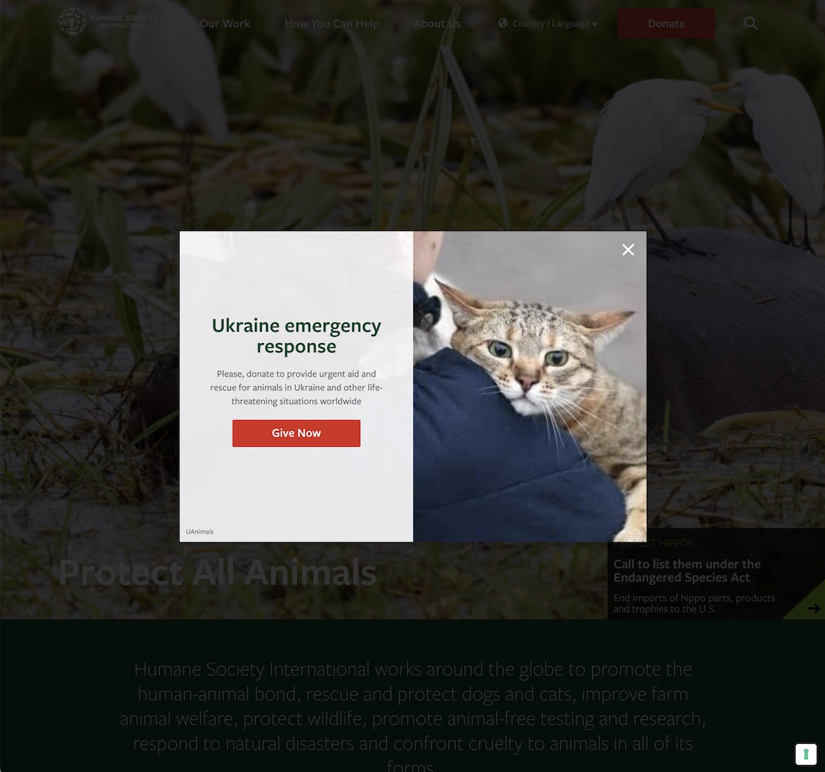 Popup exibido no site da Humane Society International