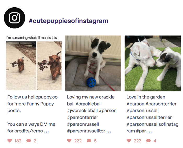 Un feed de Instagram para campañas de hashtag incrustadas en WordPress
