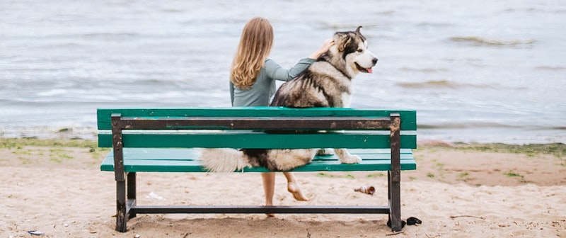 成功した犬のブロガーからの5つのヒント:人気のあるペットのブロガーになる方法を学ぶ