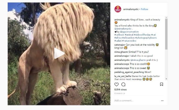 incorporar vídeos do instagram no wordpress