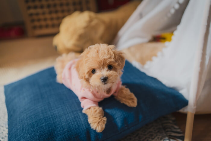 会議中の犬