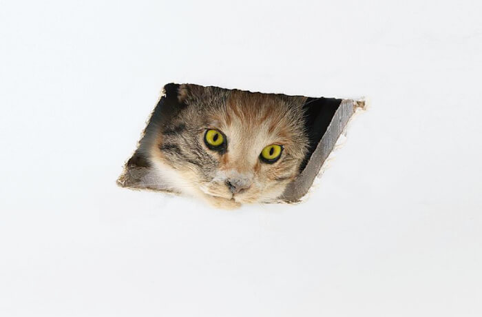 天井の猫があなたを見ています