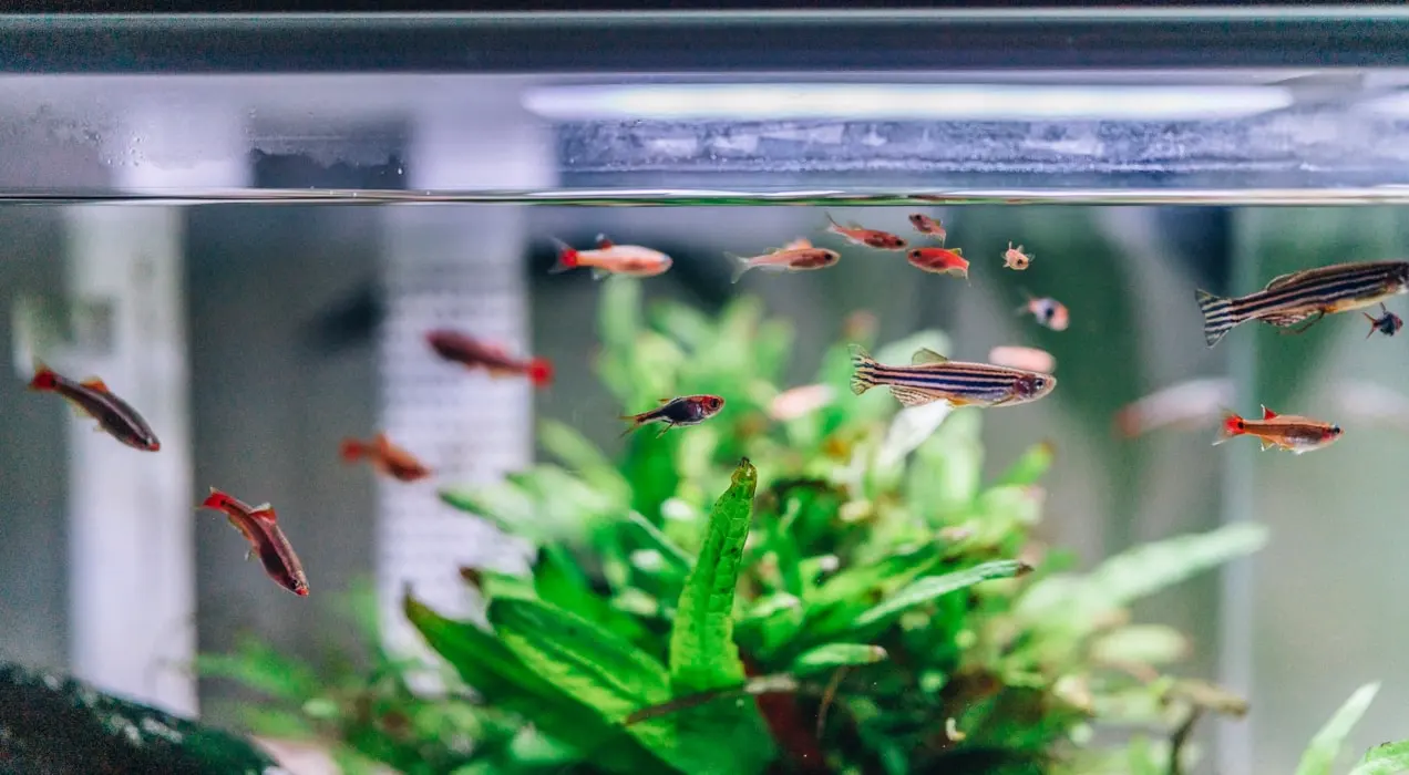 acquario con pesci