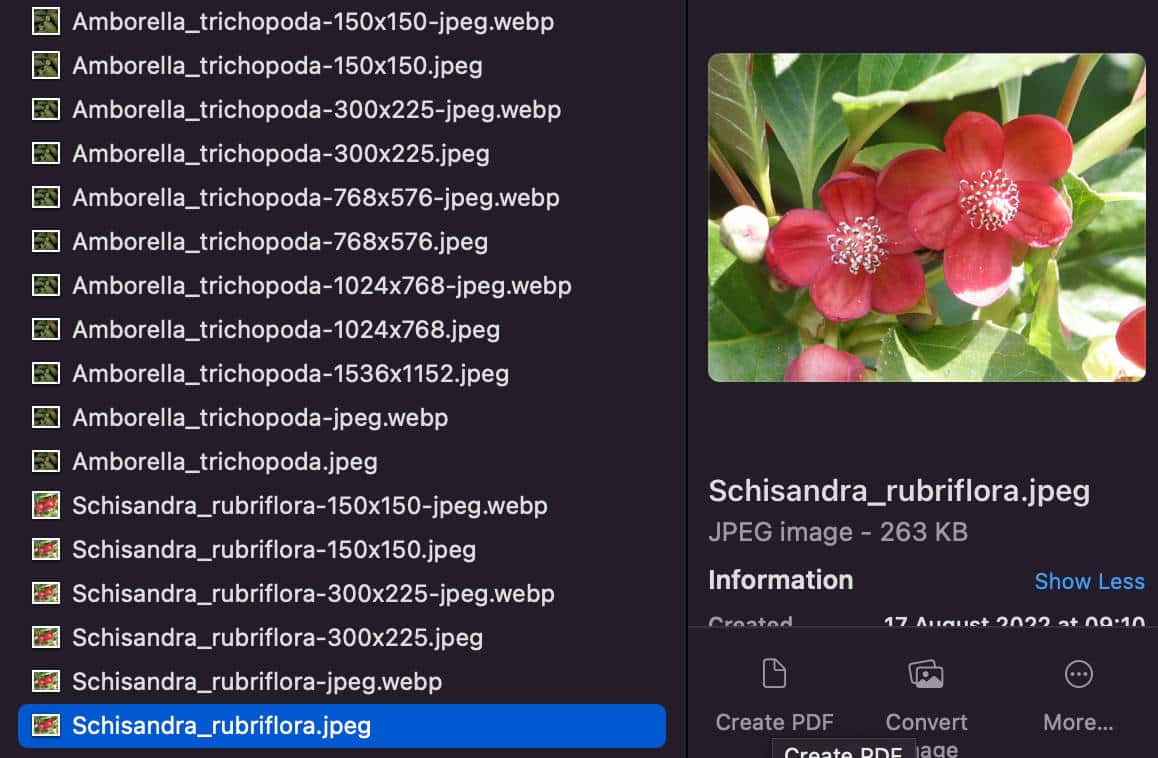 WebP 圖像