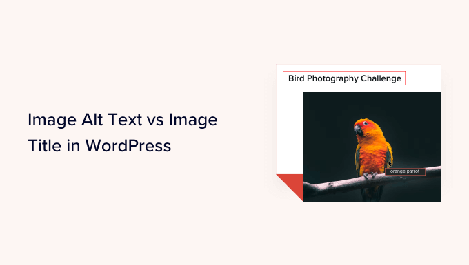 Testo alternativo dell'immagine e titolo dell'immagine in WordPress: qual è la differenza? Image Alt Text vs Image Title in WordPress - What's the Difference?