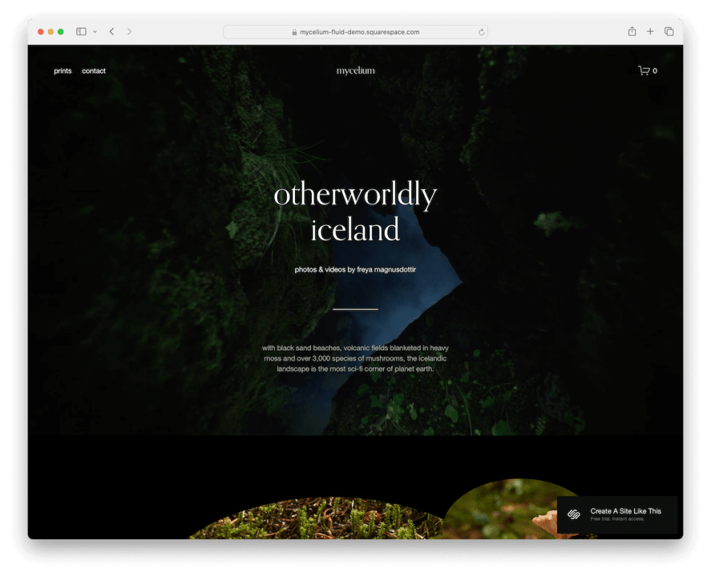 Vorlage für Mycelium-Squarespace-Künstler