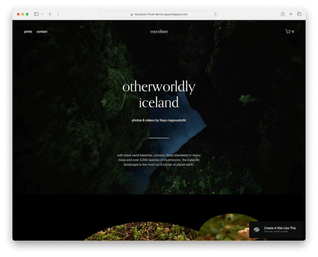 modello per artisti di Mycelium Squarespace