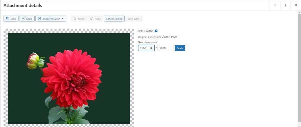 Come modificare e ridimensionare le immagini in WordPress? Esercitazione rapida 3 Scaling or resizing images in WordPress