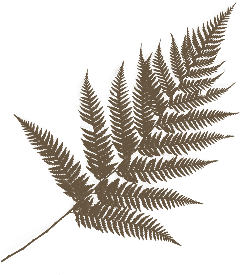 ombres d'images en mouvement divi